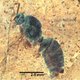 Illustration for article titled A Fossilized Ancient Ant Queen Emerges From a 46-Million-Year-Old Rock